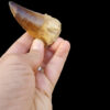 Authentic High Quality Mosasaur Tooth Fossil - Image 3