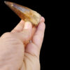 Authentic High Quality Mosasaur Tooth Fossil - Image 2